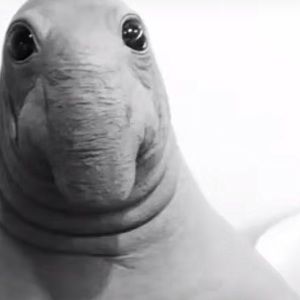 Meet your Posher, Devin